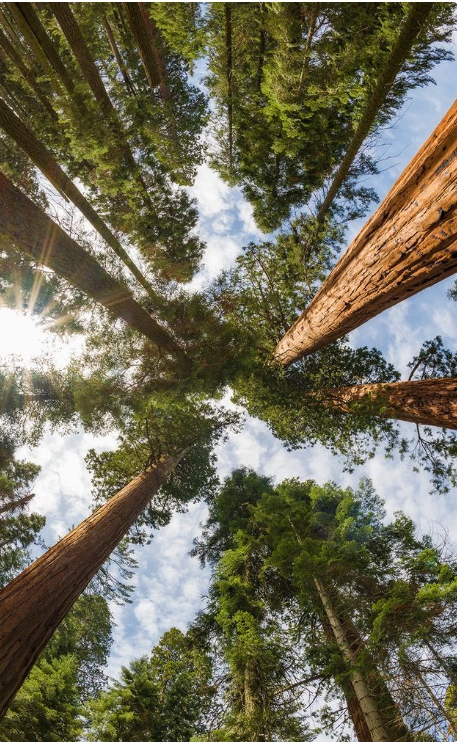 درخت بلند نماد عزت نفس